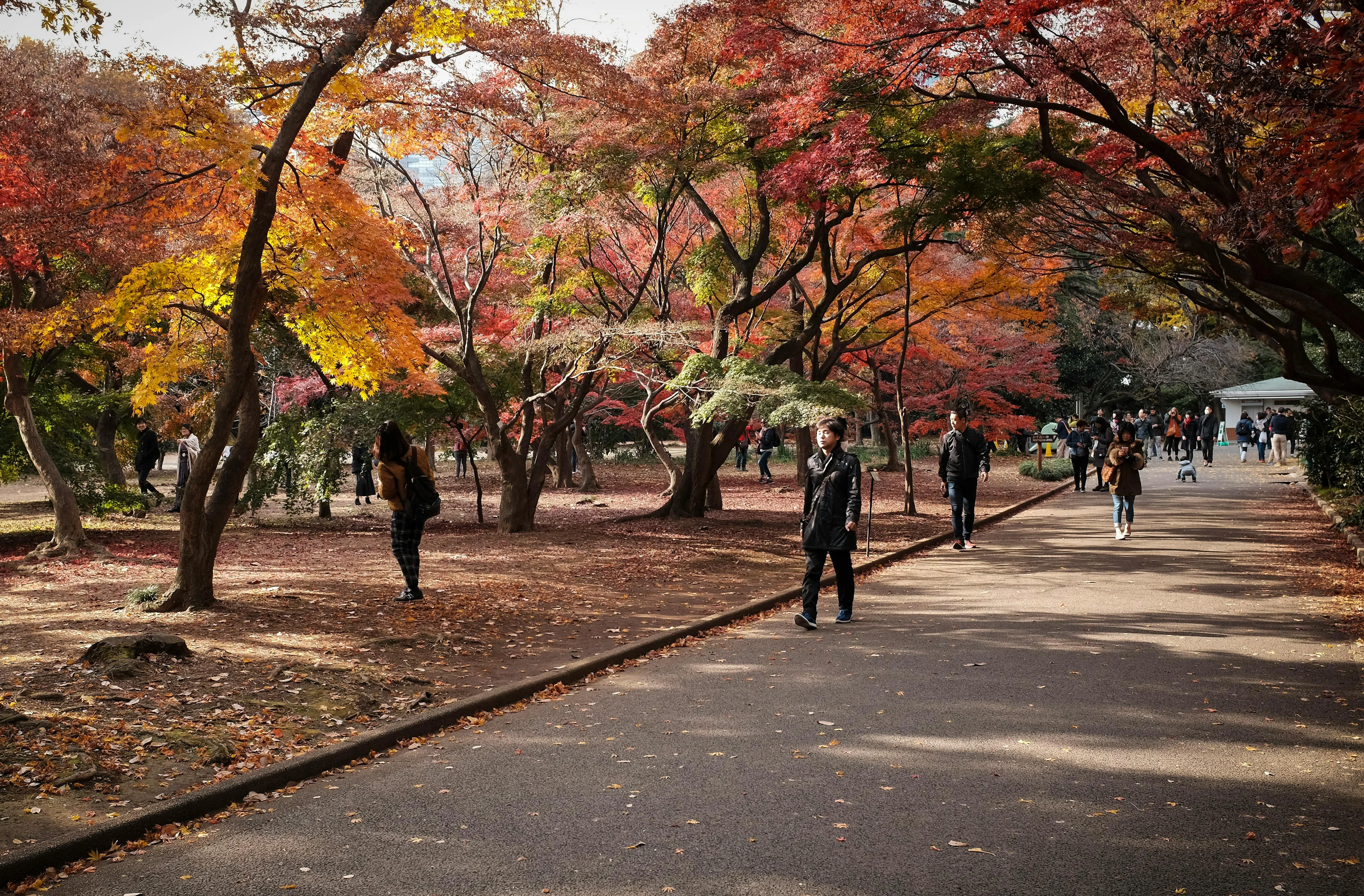 Tokyo's Hidden Gardens: Accessible Natural Retreats Within the Urban Jungle Image 3