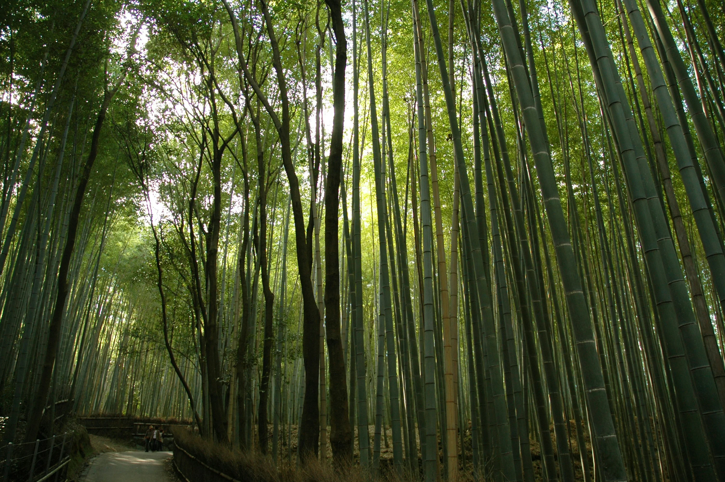 Beyond the Castle Walls: Himeji's Flourishing Nature Trails Image 2