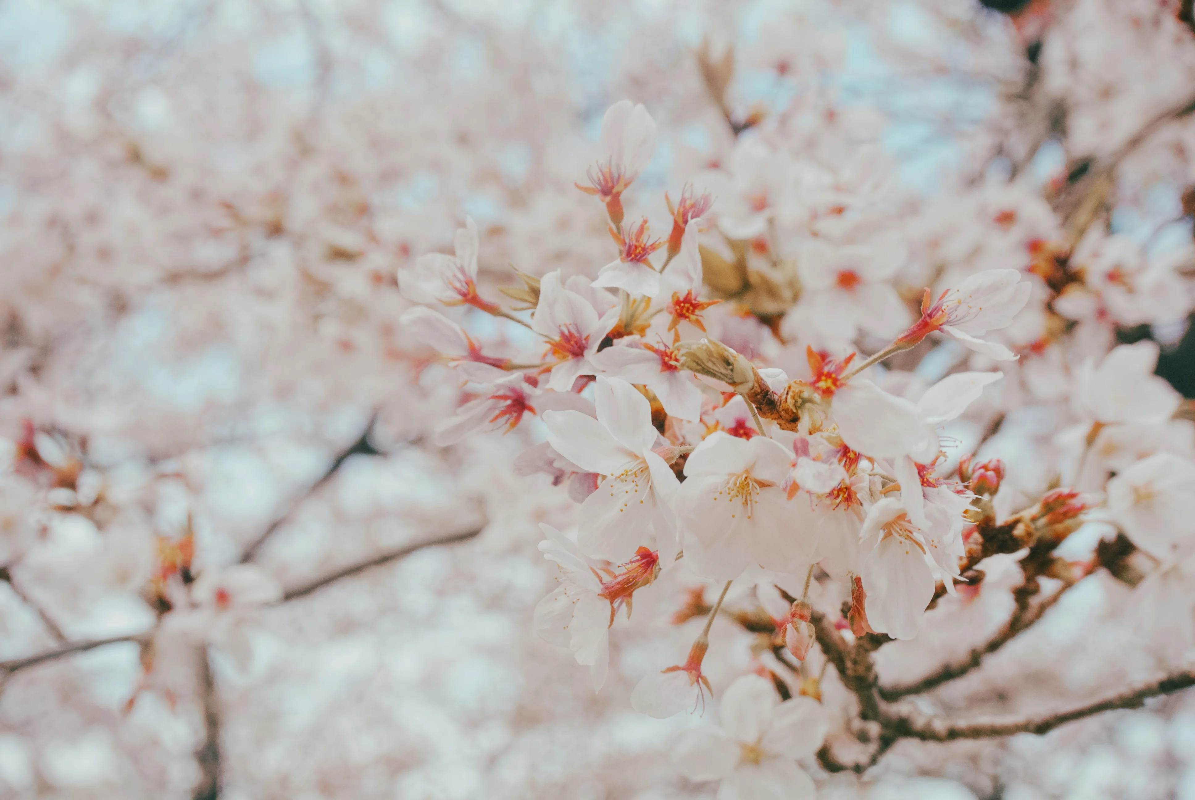 Beyond the Castle Walls: Himeji's Flourishing Nature Trails Image 3