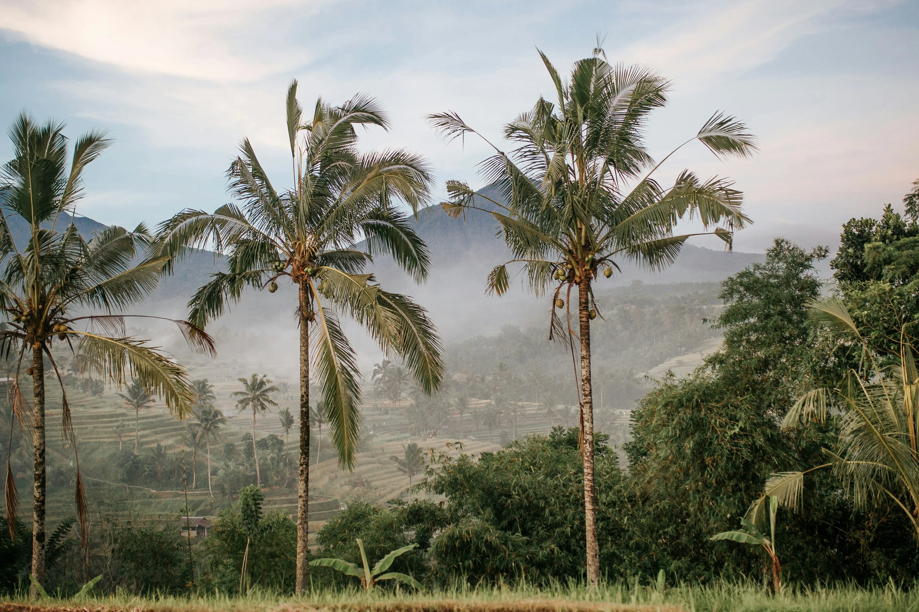 A Sustainable Feast: Navigating Bali's Organic Farms and Local Cuisine Image 1