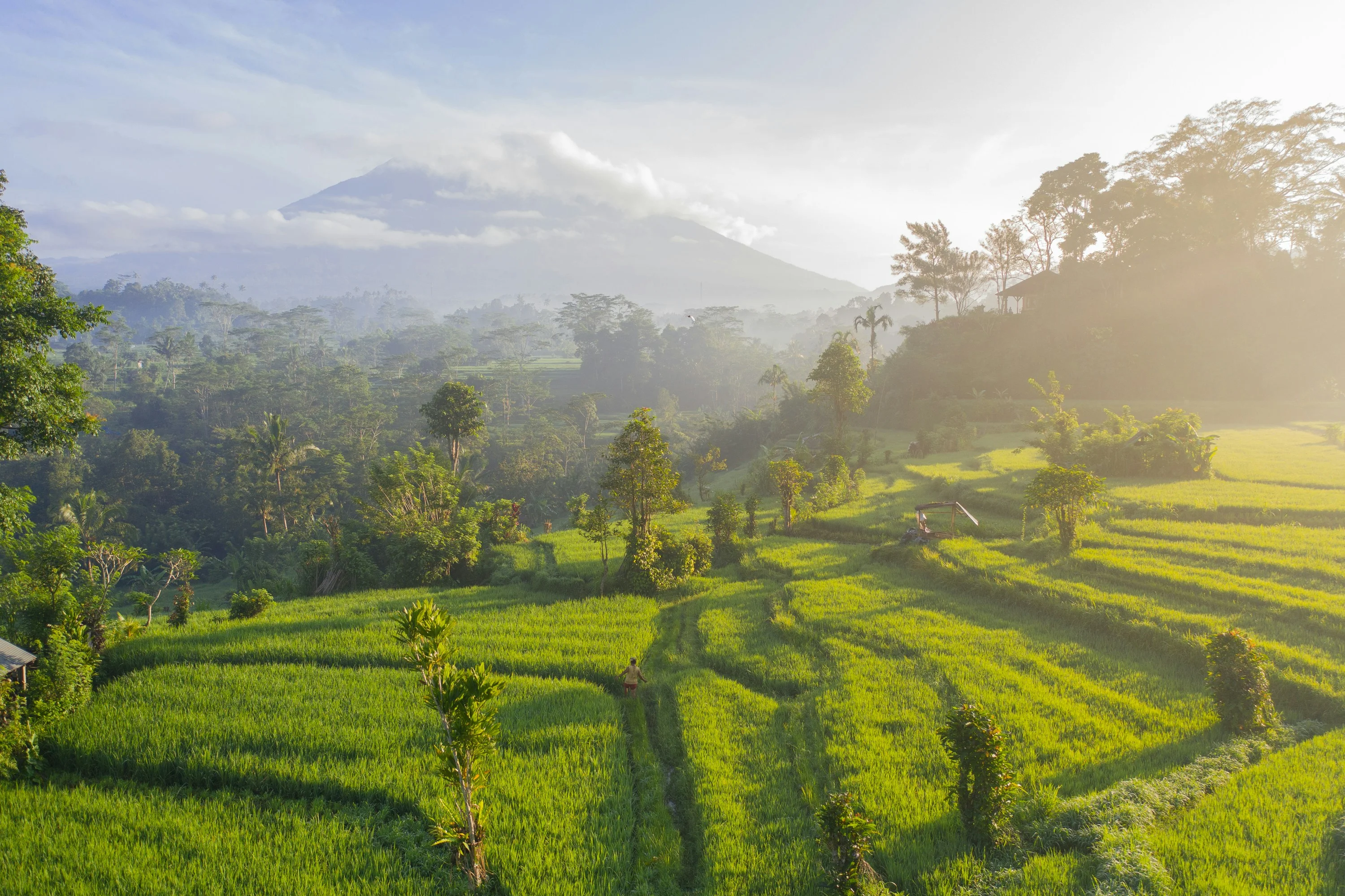 A Sustainable Feast: Navigating Bali's Organic Farms and Local Cuisine