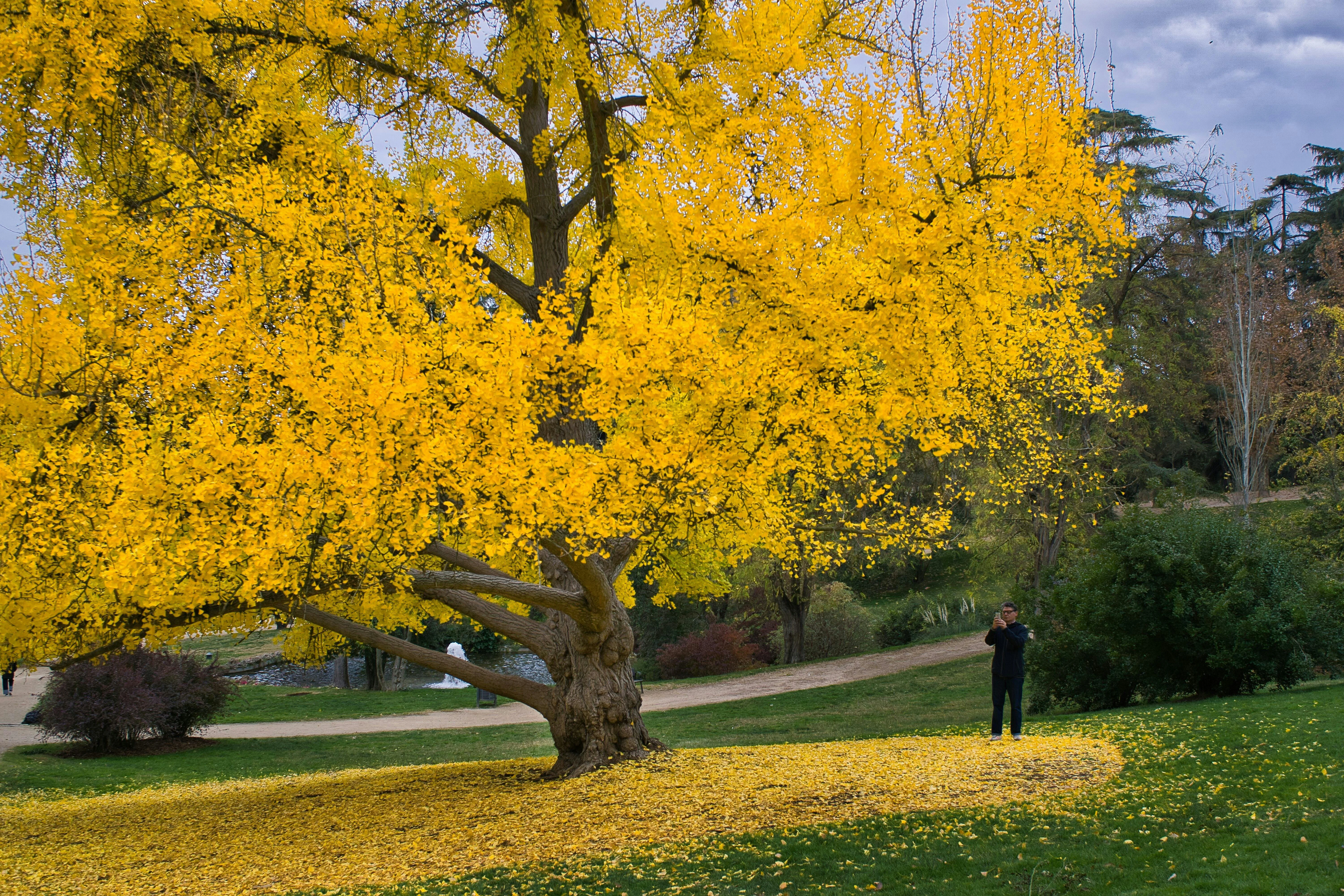 Timeless Nature: Exploring the Ancient Ginkgo Trees of Guizhou Image 1