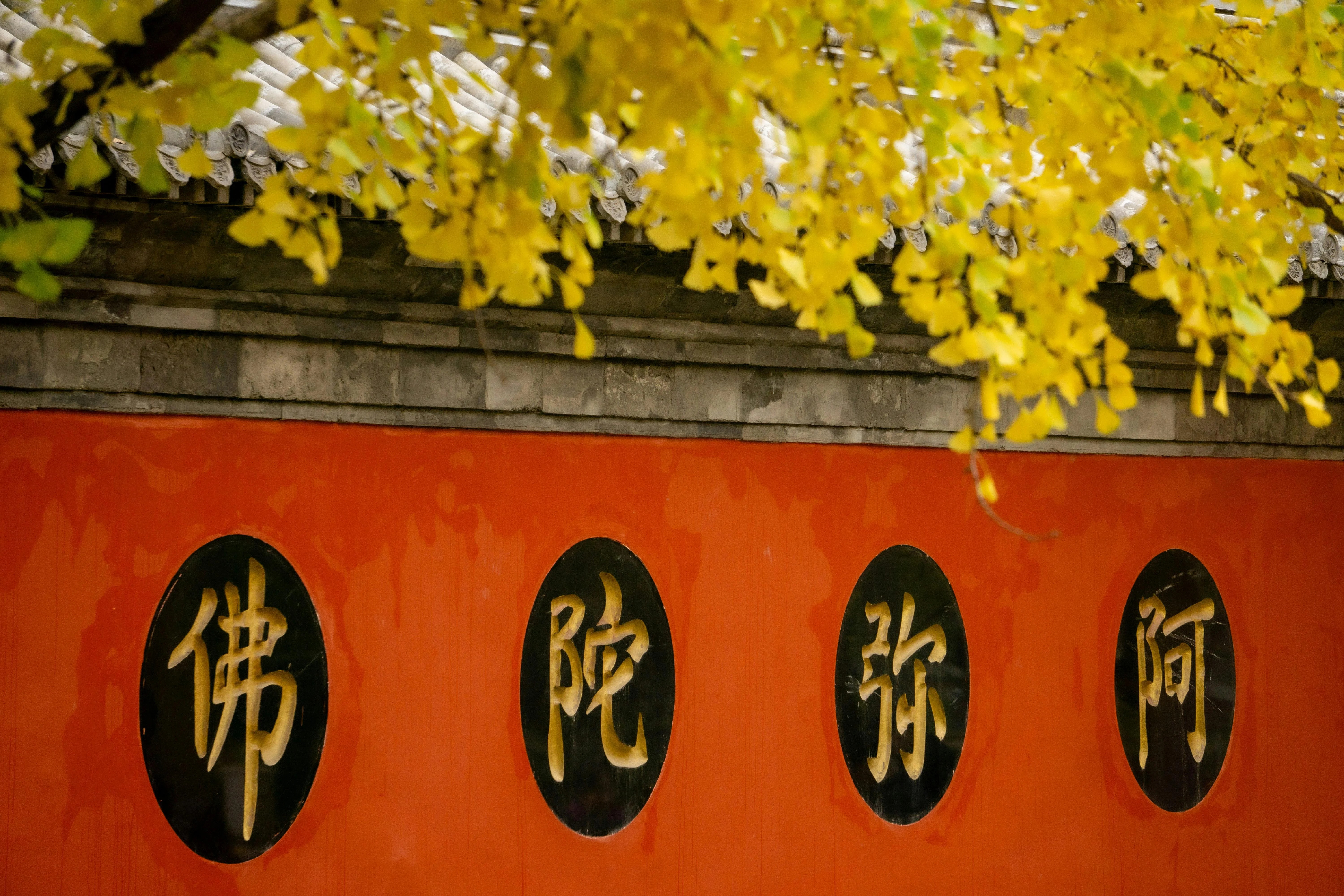 Timeless Nature: Exploring the Ancient Ginkgo Trees of Guizhou Image 2