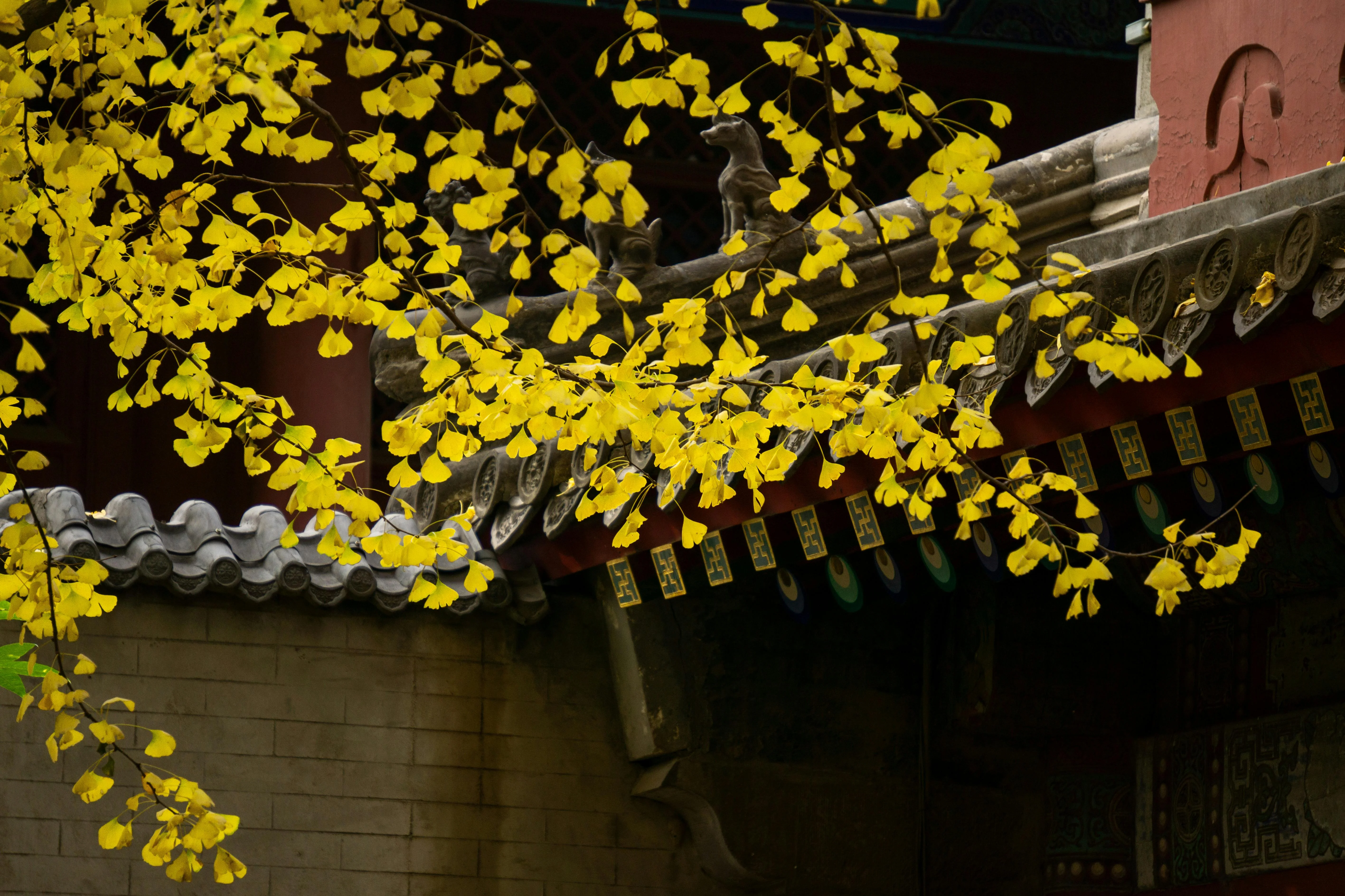 Timeless Nature: Exploring the Ancient Ginkgo Trees of Guizhou Image 3