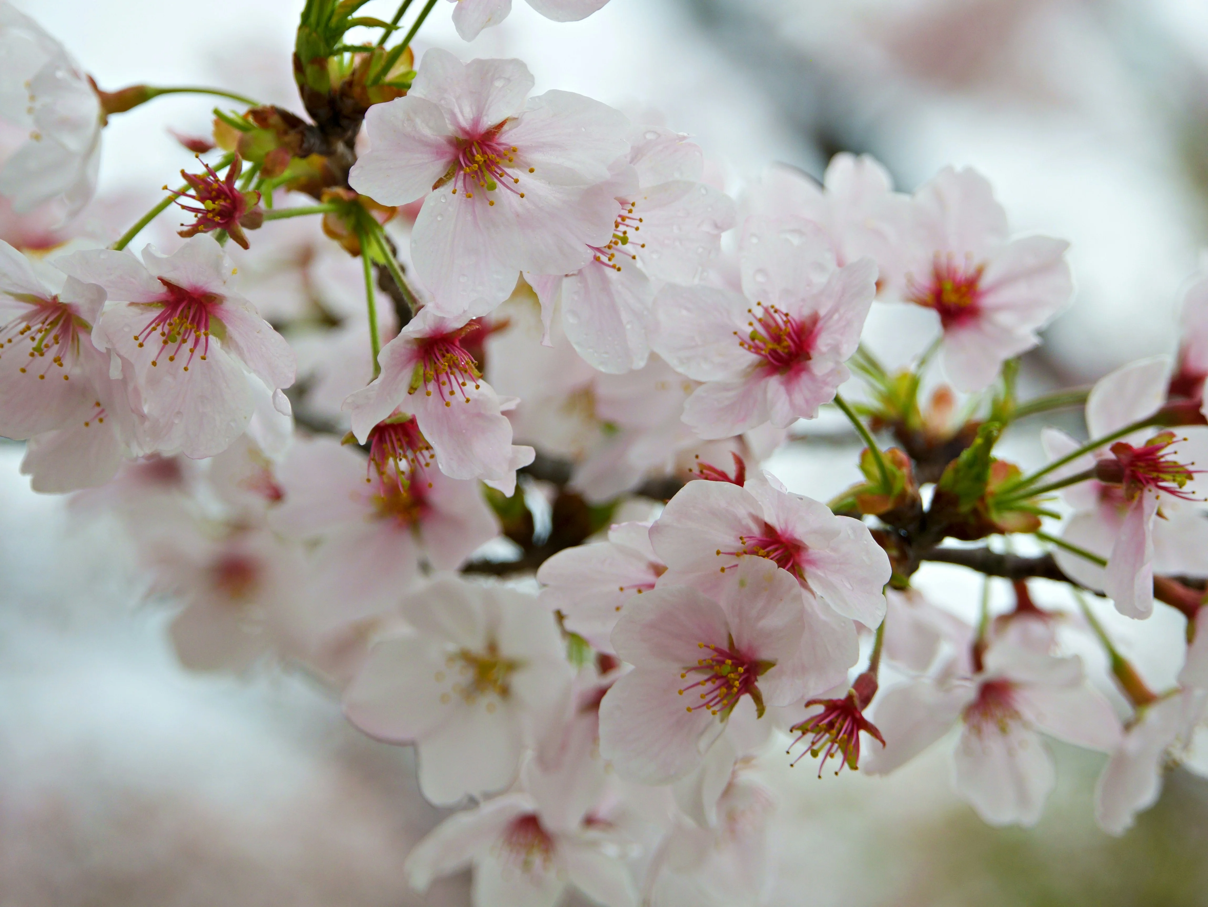 Seasonal Wonders: Experiencing the Seasonal Shifts in Himeji's Landscape Image 1