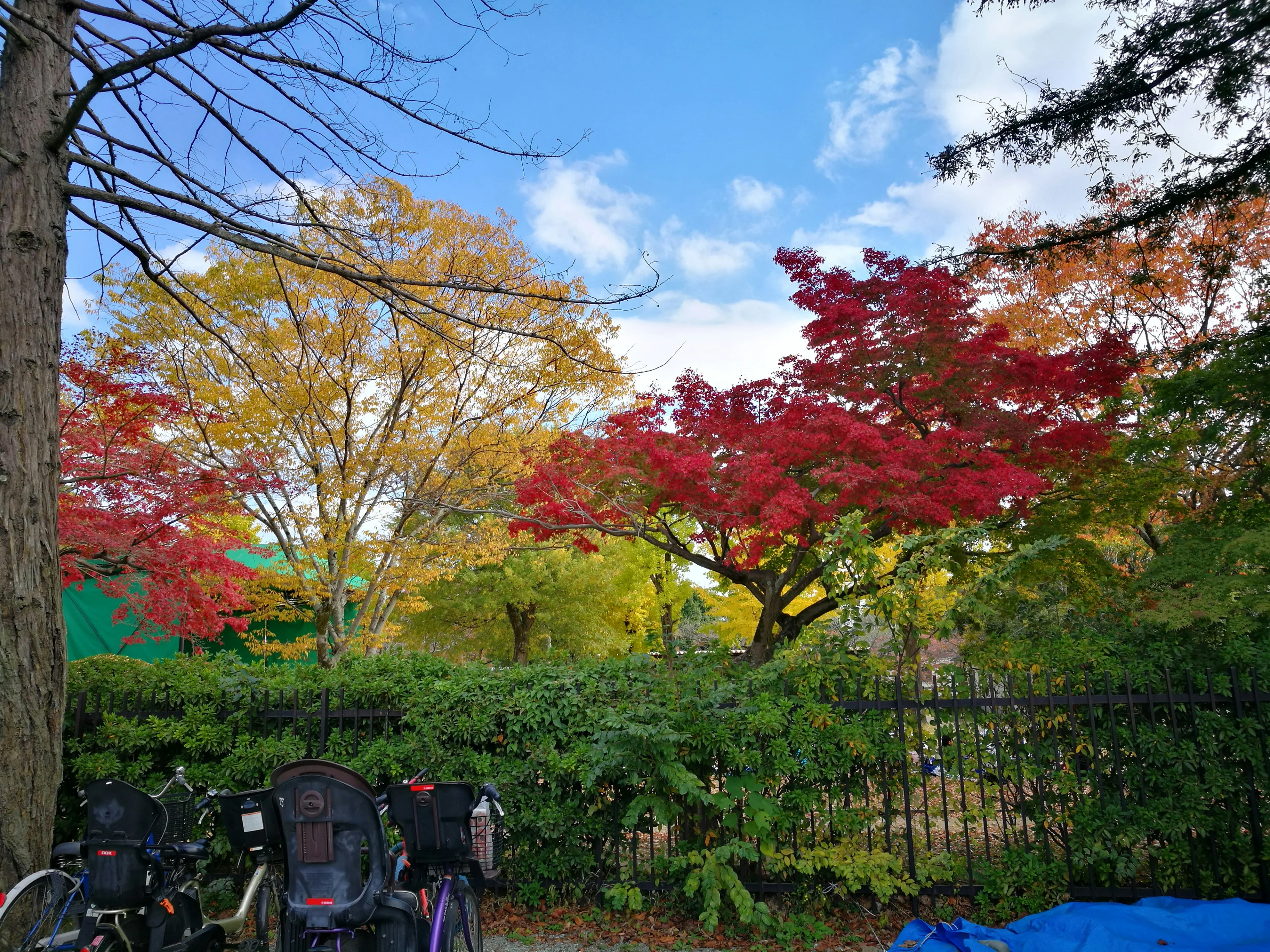 Seasonal Wonders: Experiencing the Seasonal Shifts in Himeji's Landscape Image 3