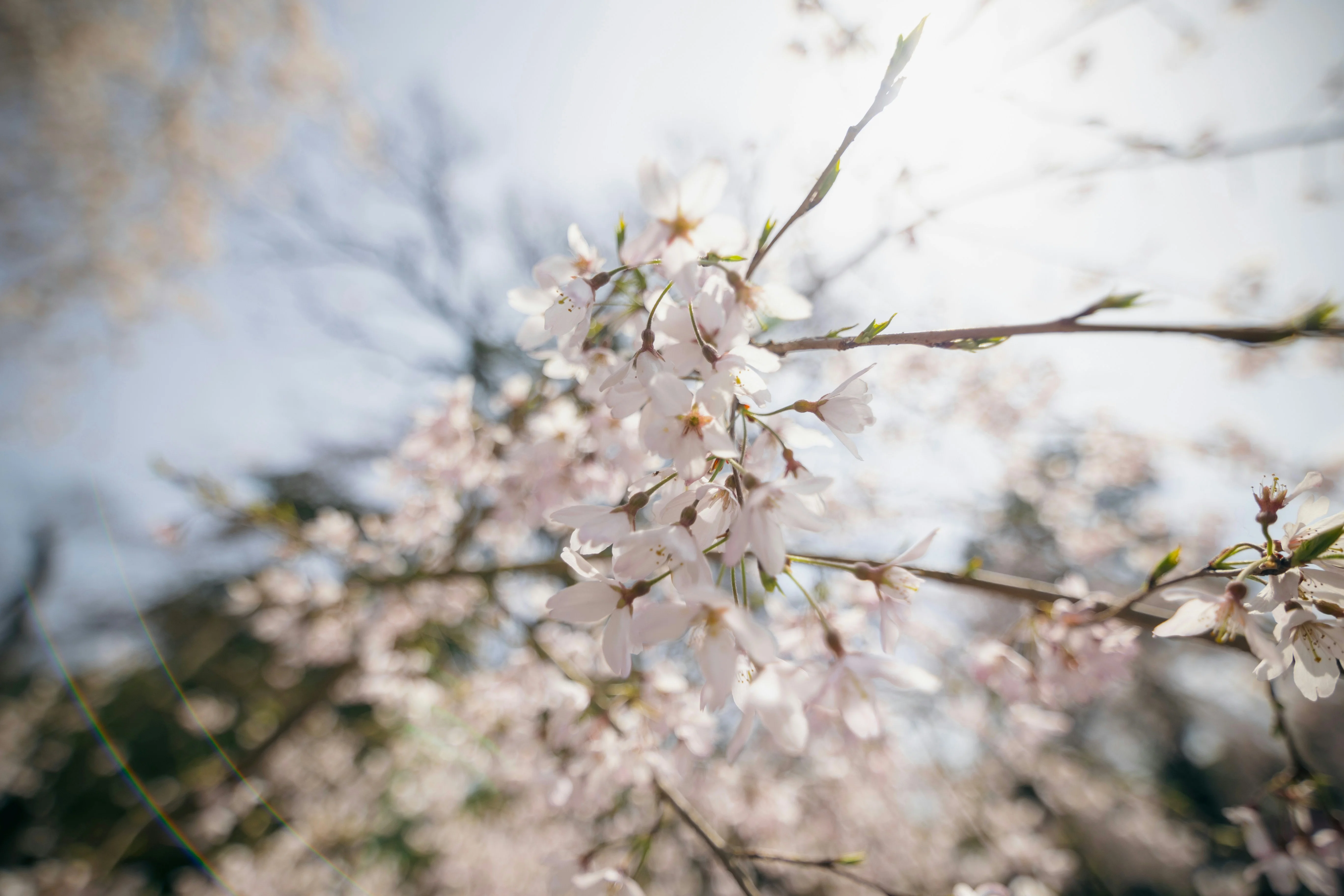 Analyzing the Poetry of Kyoto's Cherry Blossom Season Image 2