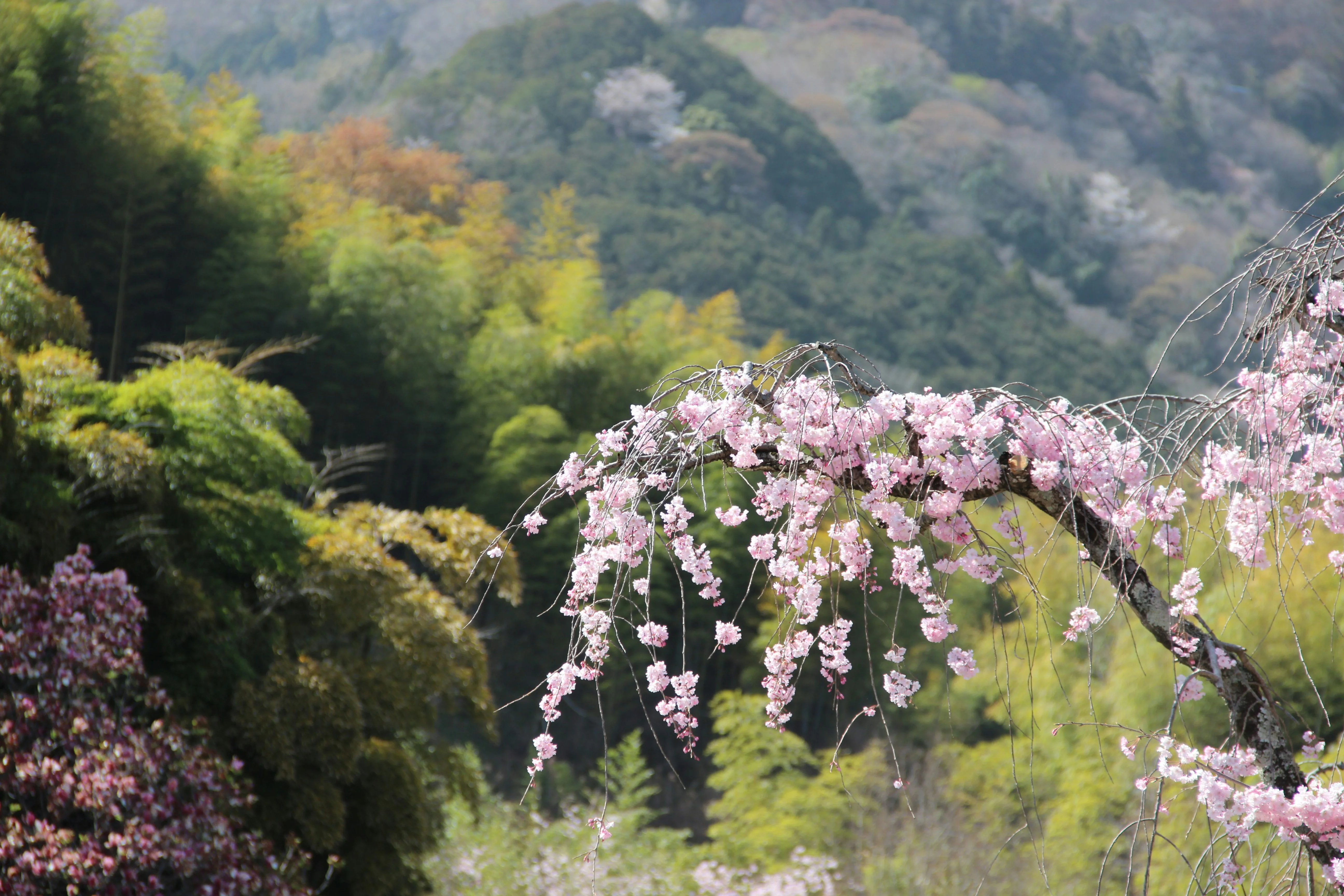 Analyzing the Poetry of Kyoto's Cherry Blossom Season Image 3