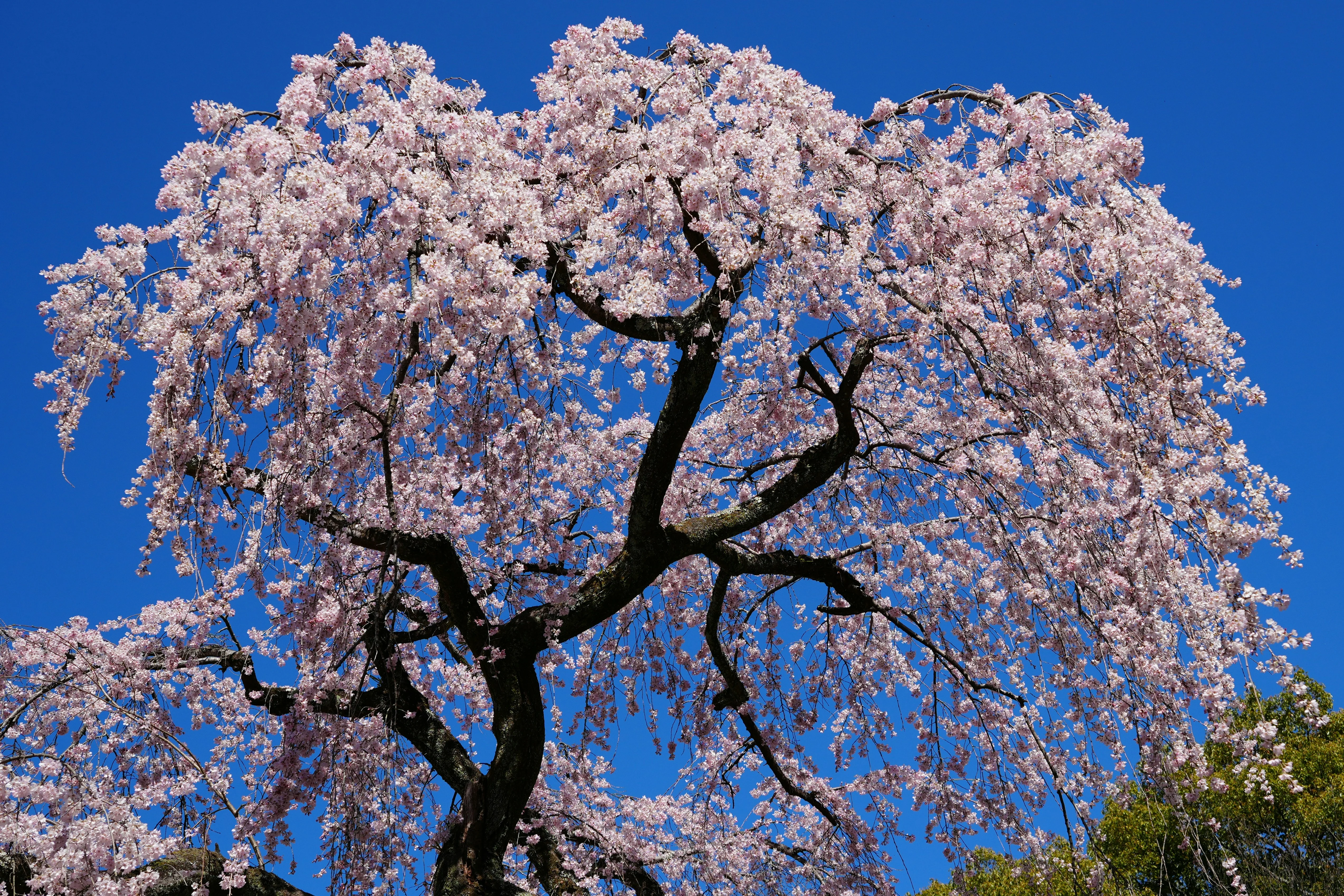 Analyzing the Poetry of Kyoto's Cherry Blossom Season