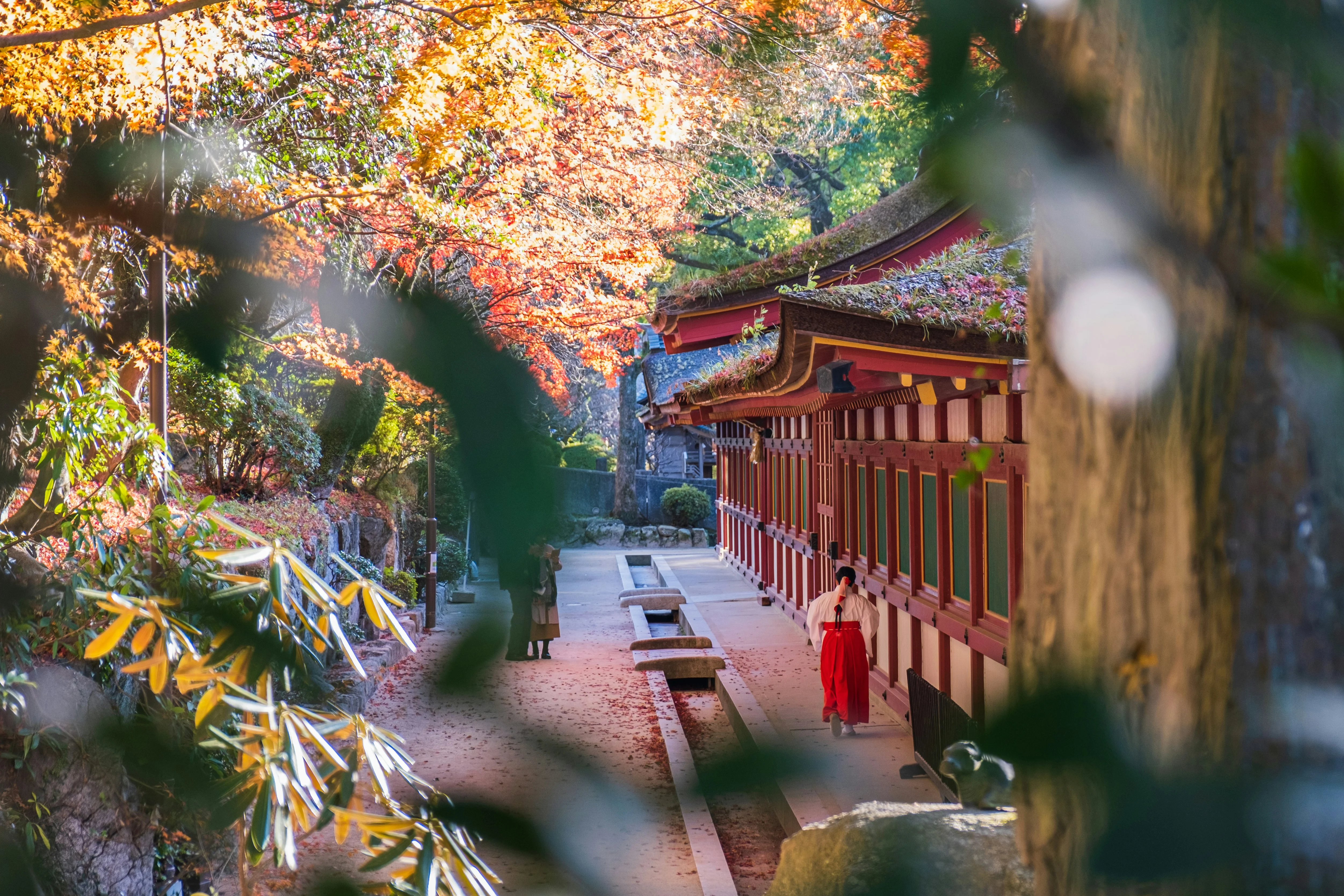 Songbirds and Cherry Blossoms: Perfect Spring Days in Fukuoka Image 3