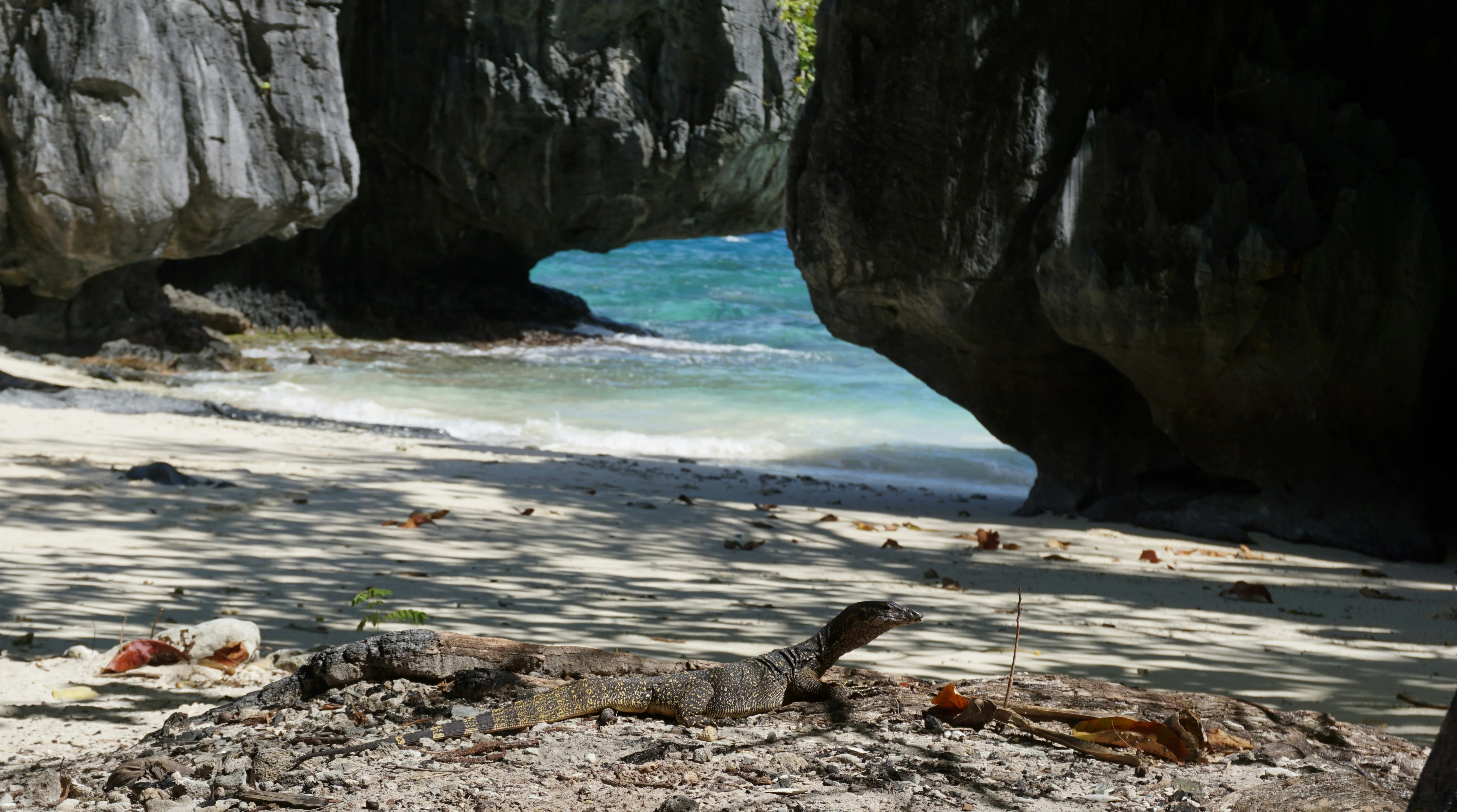 Beyond the Beaches: Discover Palawan's Forest Treks and Biodiverse Landscapes Image 1