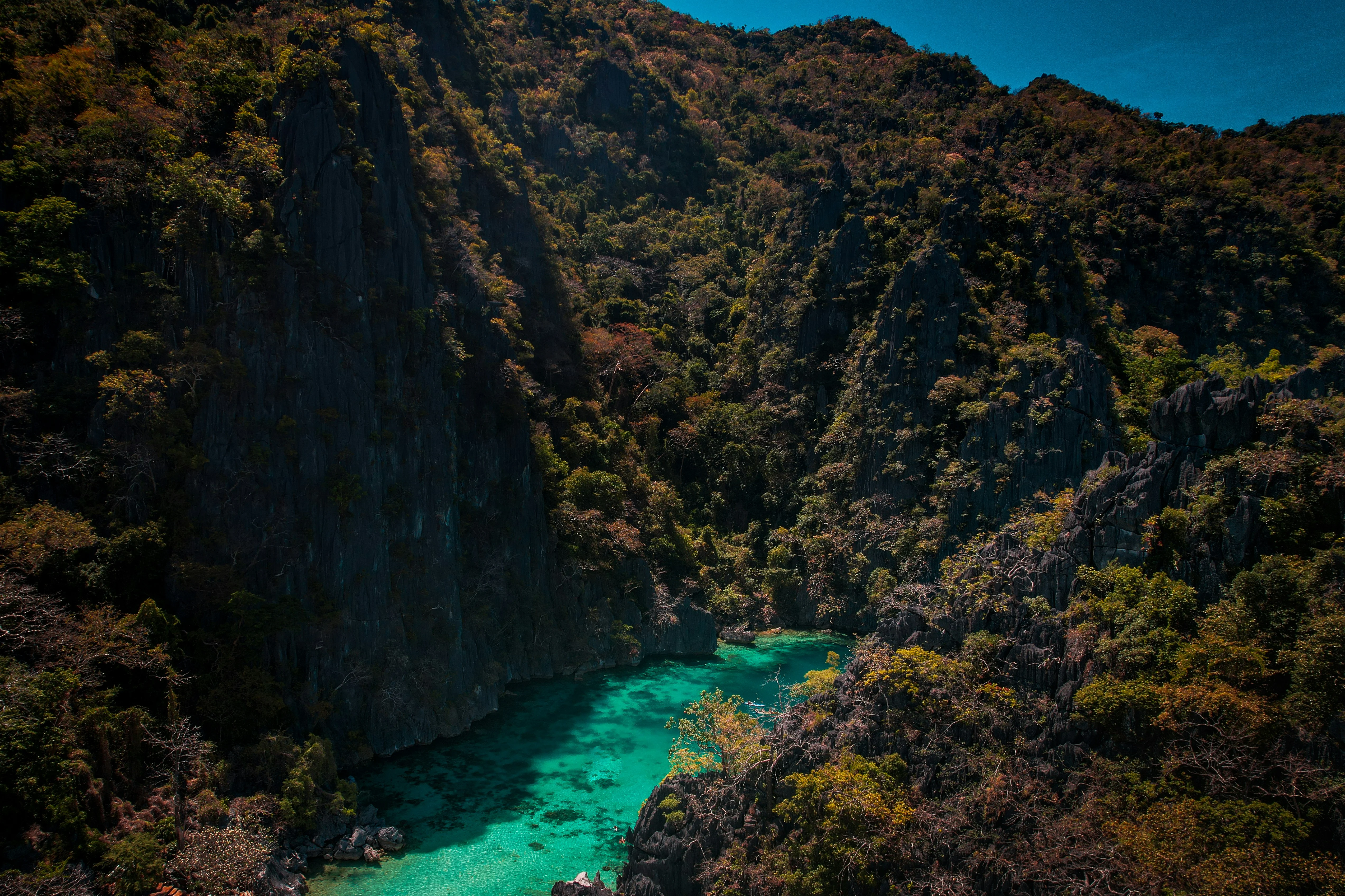 Beyond the Beaches: Discover Palawan's Forest Treks and Biodiverse Landscapes Image 3