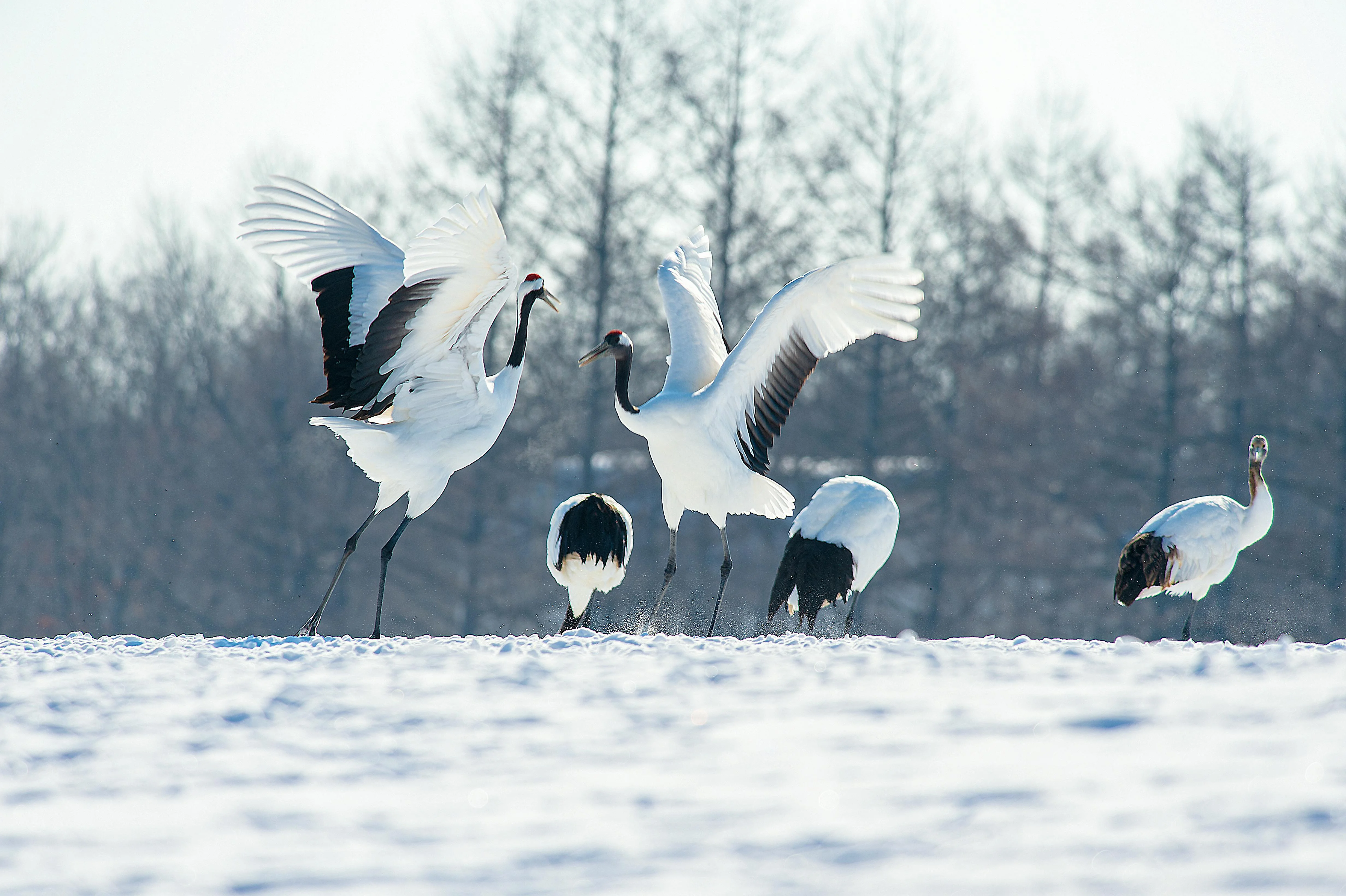 From Sapporo to the Slopes: An Affordable Snowboarding Adventure