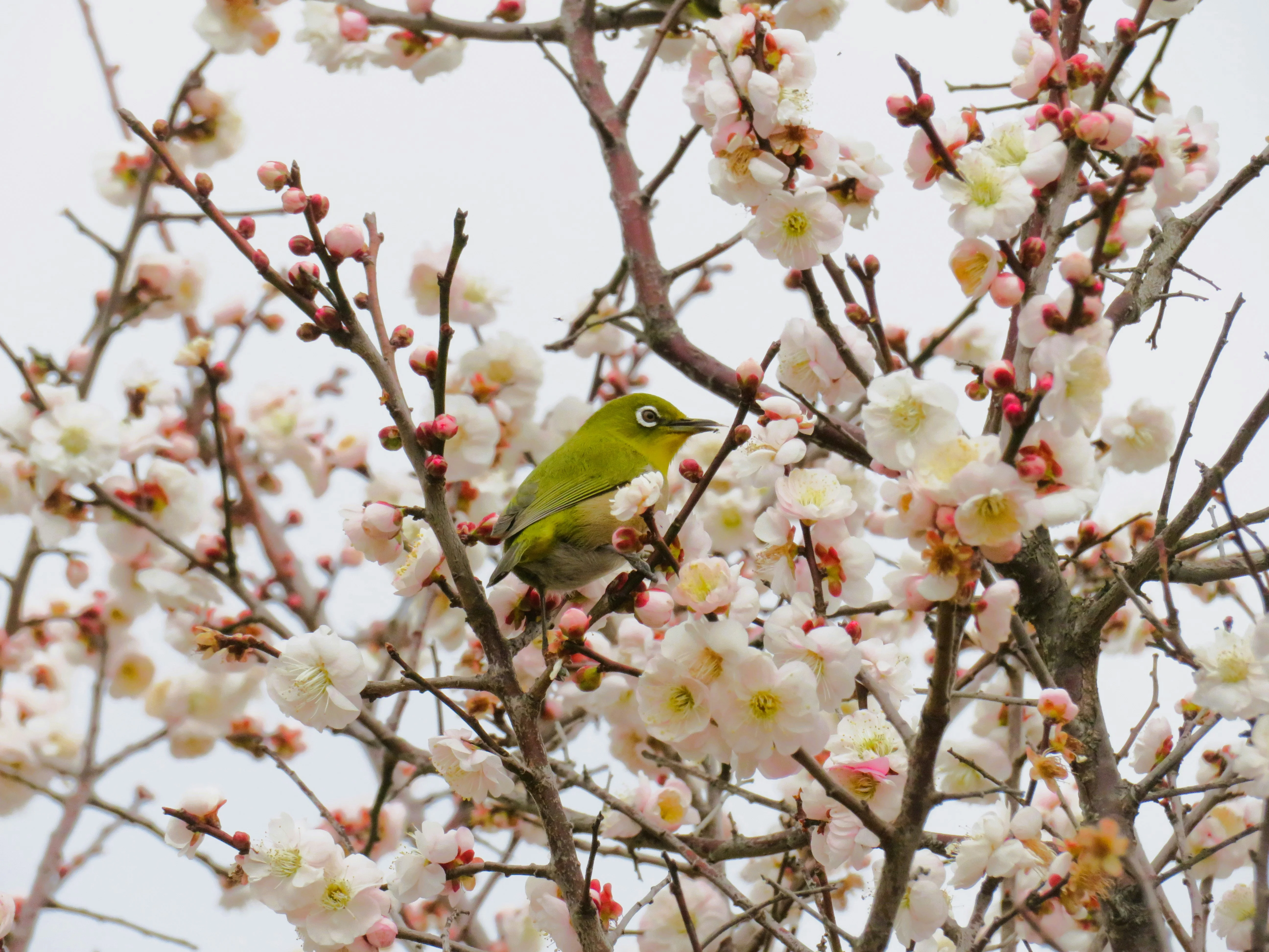 Birds, Bliss, and Boulders: A Day with Hiroshima's Avian Inhabitants Image 1