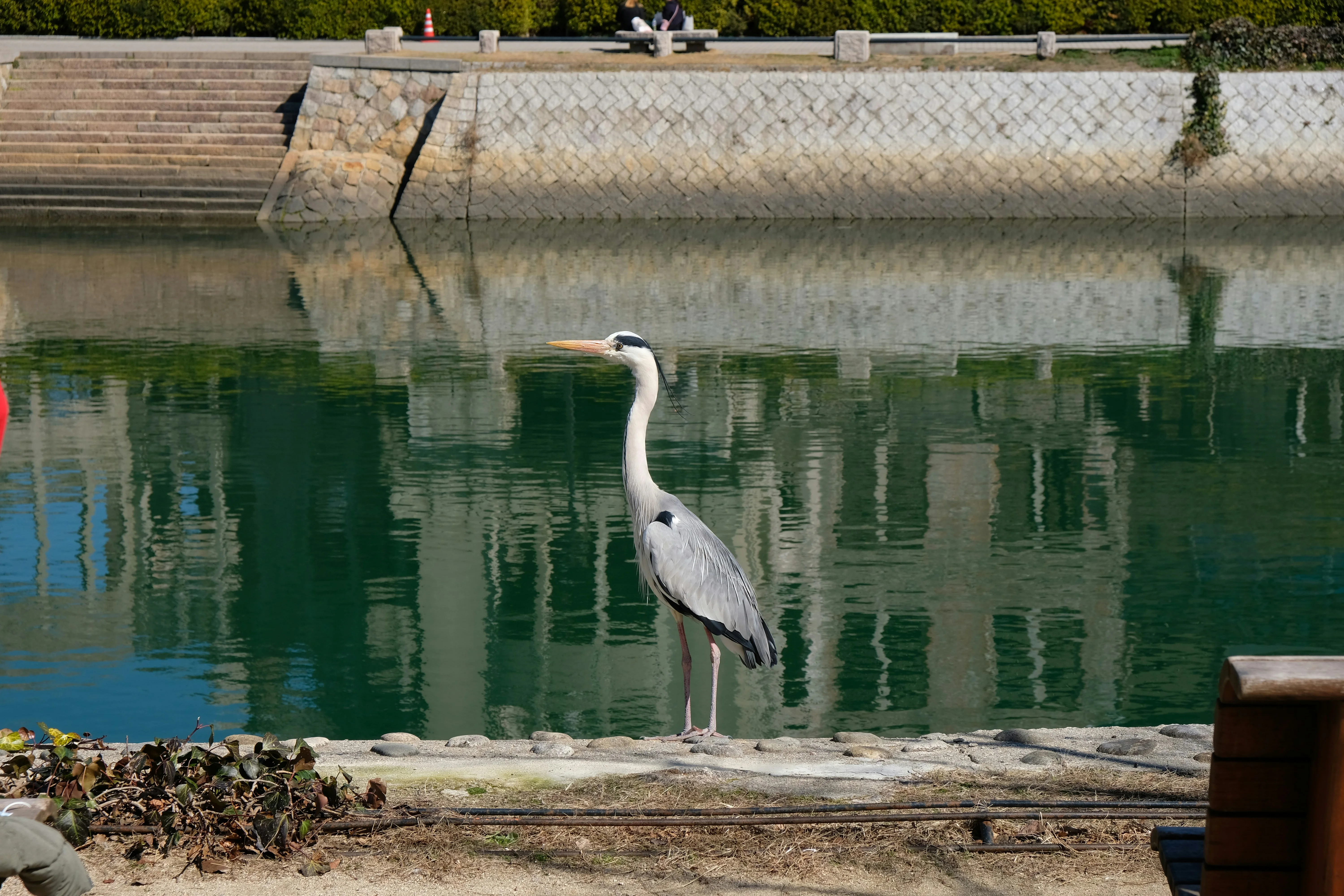 Birds, Bliss, and Boulders: A Day with Hiroshima's Avian Inhabitants Image 2