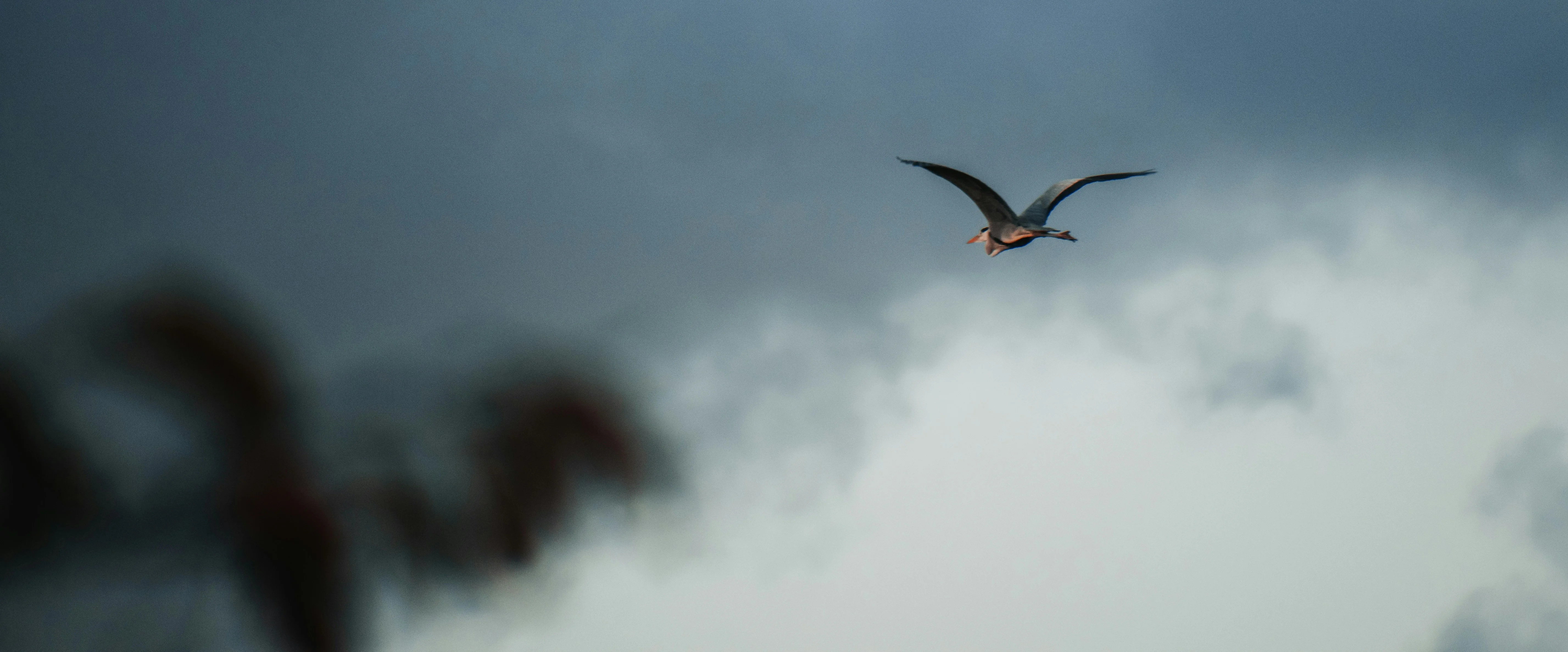 Birds, Bliss, and Boulders: A Day with Hiroshima's Avian Inhabitants