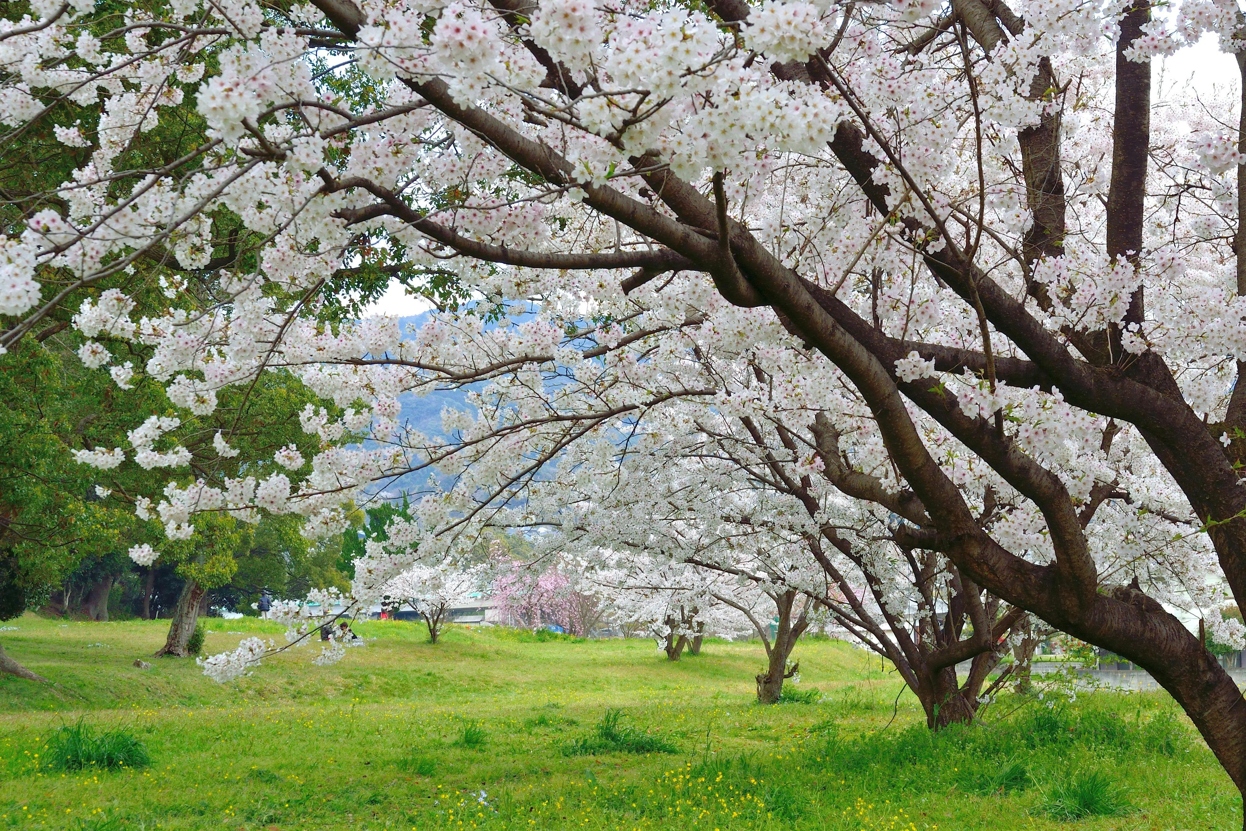 Language and Landscape: Communicating with Nature in Japan's Emerald Heart Image 1