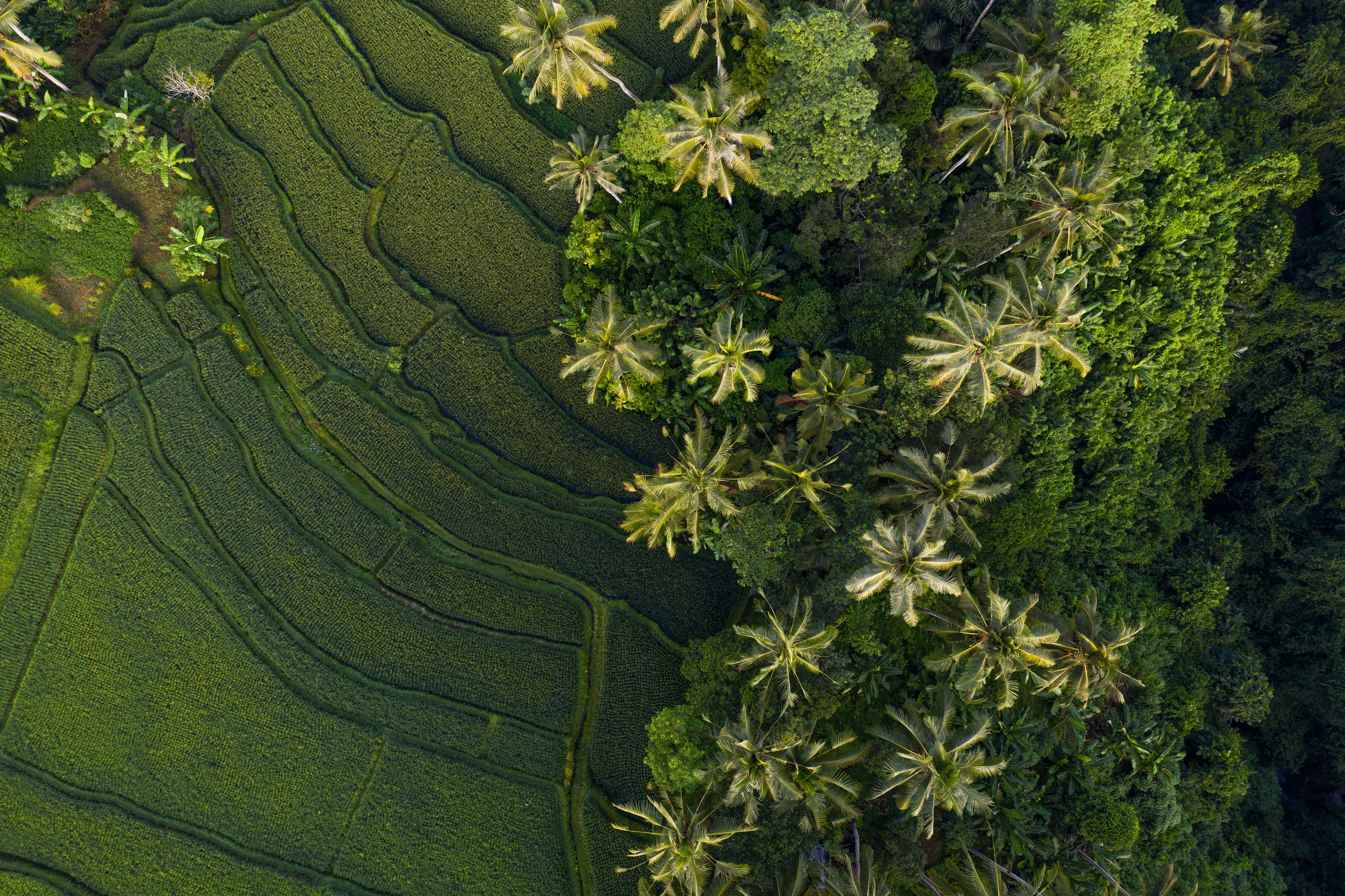 Meeting Bali's Eco Warriors: Inspiring Stories from Local Conservationists Image 1