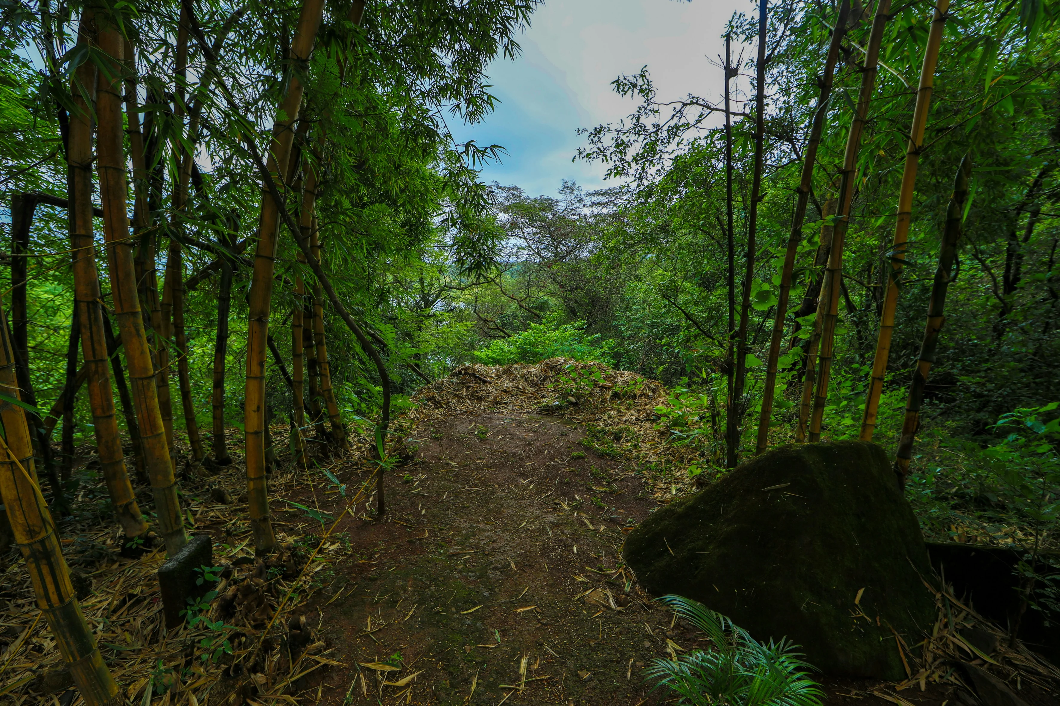 Mumbai's Monsoon Magic: Road Trips to Experience the Rains in Maharashtra Image 2