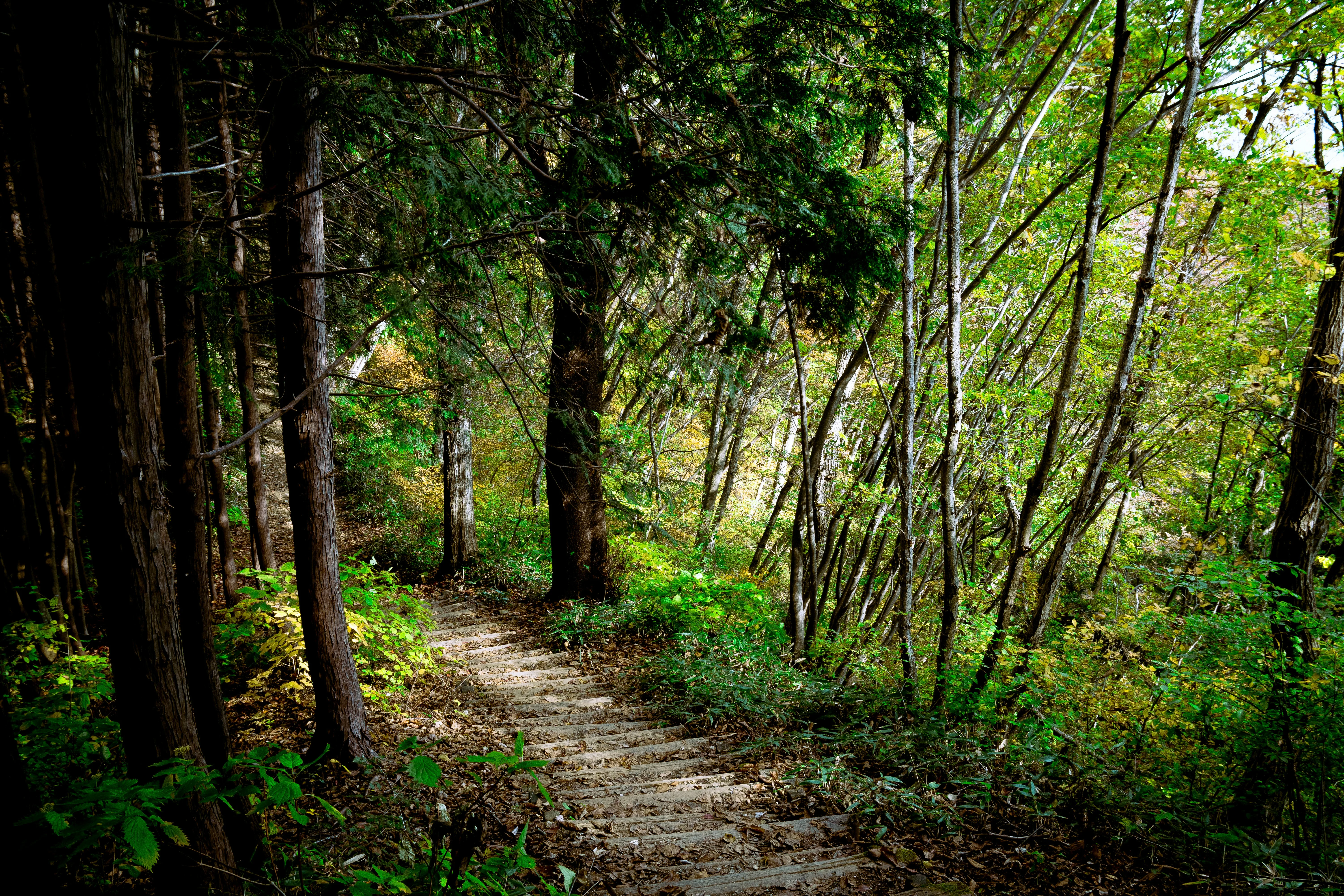 Japan's Untamed Beauty: Hiking Adventures through Himeji's Wilderness Image 3