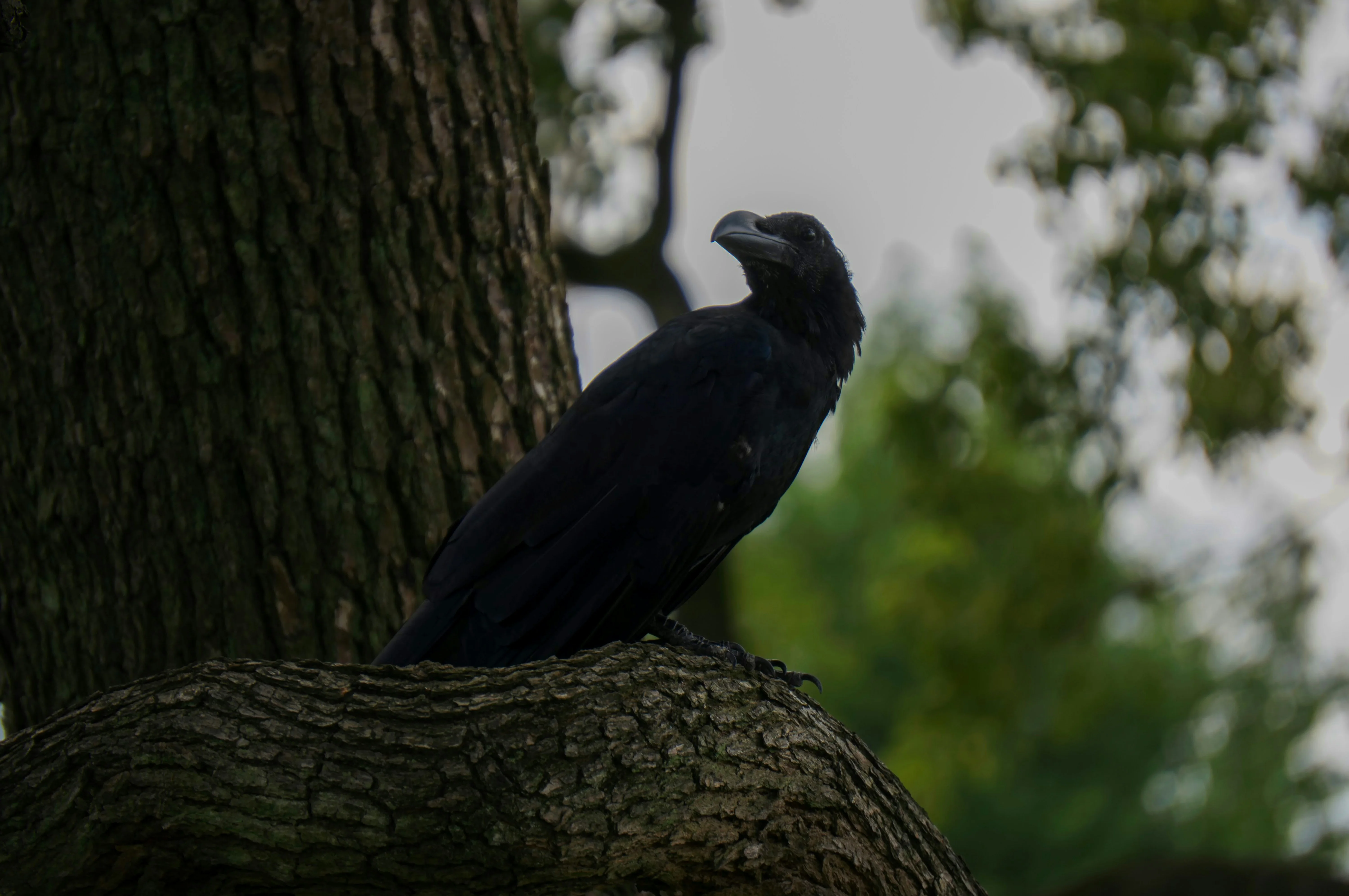 Nature's Wonders: Bird-Watching Oases in Osaka's Urban Jungle Image 2