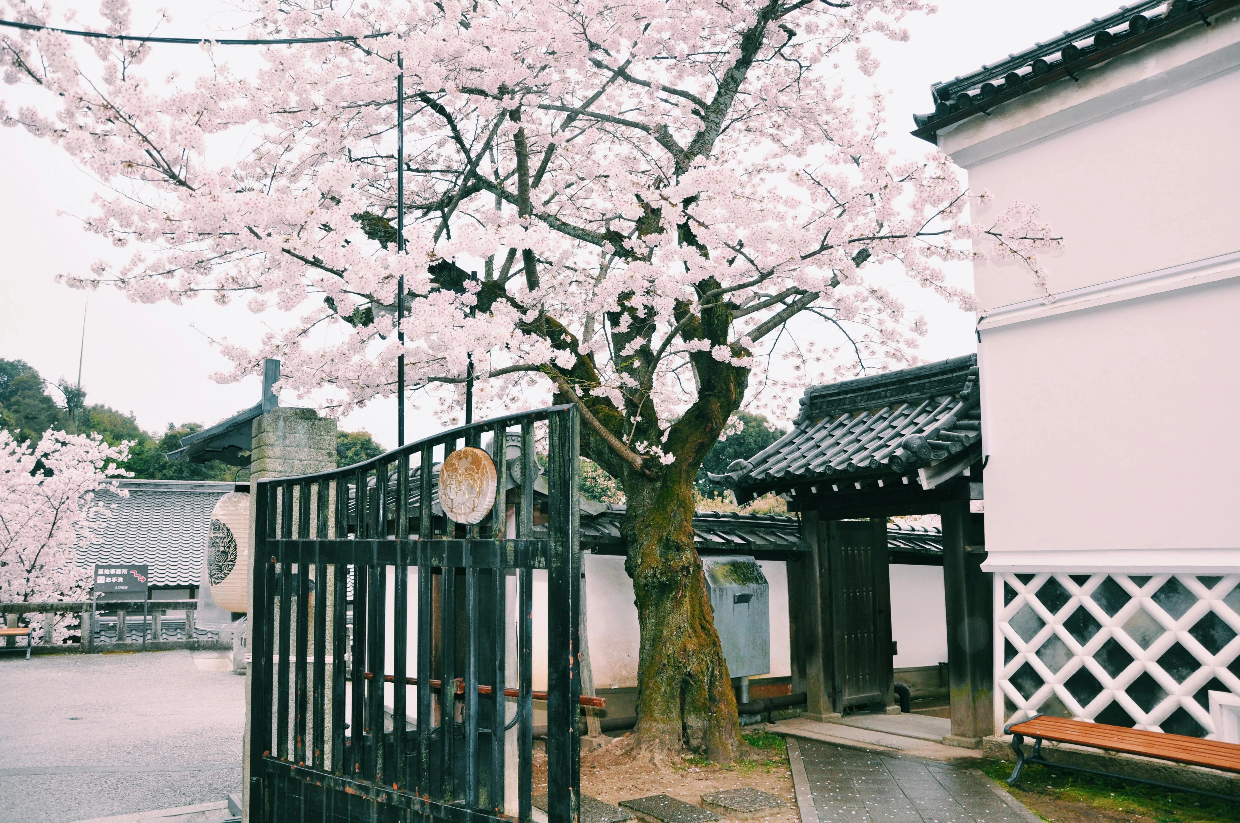 Longevity & Laughter: Discovering Okinawan Festivals Perfect for Senior Adventurers Image 2